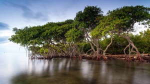 Mangrove Forest